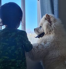 Child & chow looking out the window.