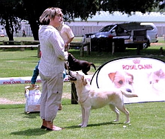 Exhibiting a yellow labrador
