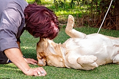 Labrador rolling on the grass