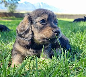 Miniature longhaired dachshund puppy, shaded cream.