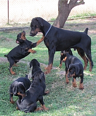 Dobermann puppies at play