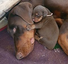 Dobermann puppy cuddling his mother's neck