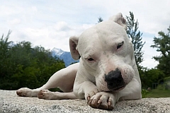 A dogo argentino licking his paws