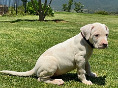 A Dogo Argentino puppy. Pure white.