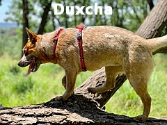 cattle dog steps over fallen tree