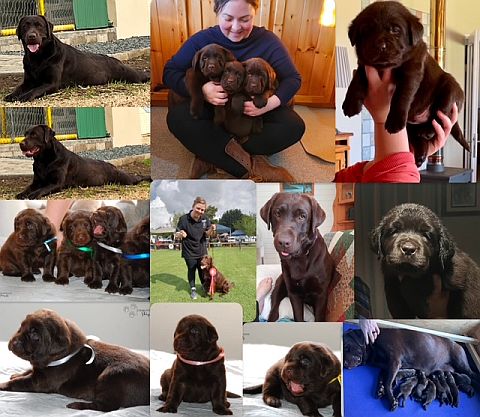 Collage of dog breeder & labrador puppies.