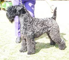 Champion Kerry Blue terrier, nicely groomed