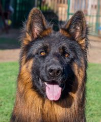 Long haired german shepherd dog with black face