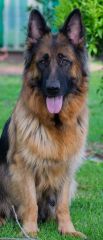 Long haired German Shepherd Dog sitting