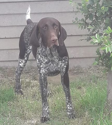 German shorthaired pointer. White with brown speckles.