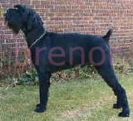 giant schnauzer