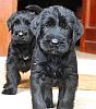 2 big schnauzer puppies