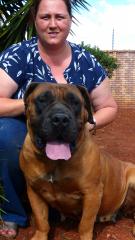 A boerbul with a large head