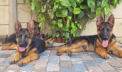 Two alert GSD puppies