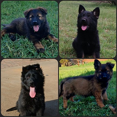 4 German Shepherd puppies.
