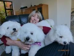 Breeder with well-groomed bichon frise