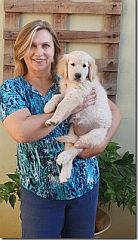 Elaine, the dog breeder, holding golden retriever puppy