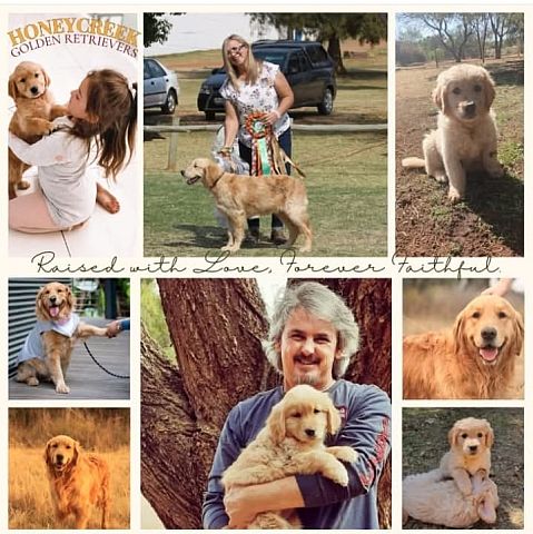 Collage of our adult dogs & puppies.