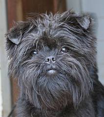 Tousled head of black affenpinscher