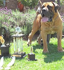 Boerboel with the trophies he has won at dog shows