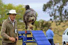 Bearded collie walks the plank