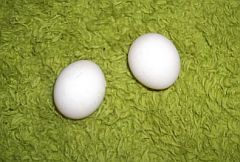 Two white parrot eggs