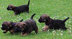 Border terrier puppies running through clover
