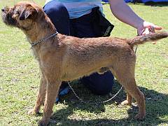 Border terrier in show pose