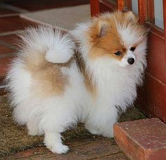 Parti coloured toy pom