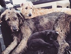 Mum, Dad, & a puppy. A blonde, and a grey wolfhound