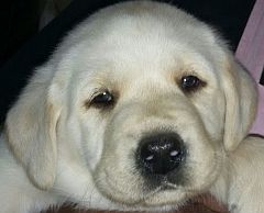 A sweet puppy