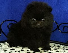 Black pomeranian