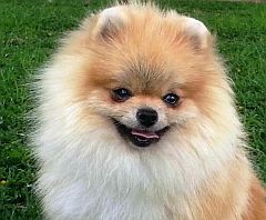 Smiley dog