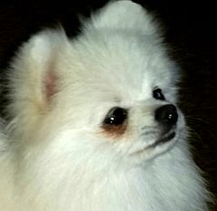 Intelligent toy pom
