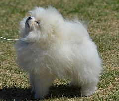 Puppy looking up