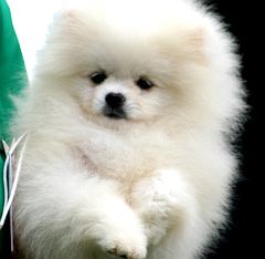 A white puppy