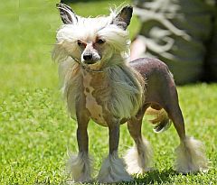 Bald skin means the dog will feel cold in winter. Keep indoors!