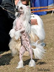 Chinese crested dog on hind legs