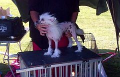 Showdog in shade of gazebo