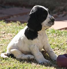 Black and white spaniel puppy