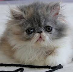 Sweet fluffy persian kitten