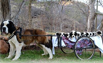 10 puppies in a cart drawn by a Saint Bernard