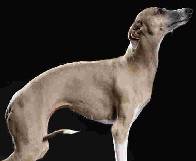 Arched back and long tail
