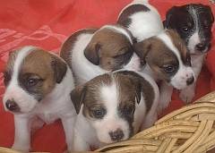 5 ruff coat jack russell puppies