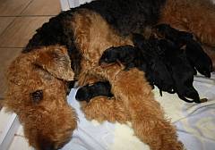 Airedale nursing puppies
