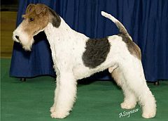 A well-groomed wire haired fox terrier