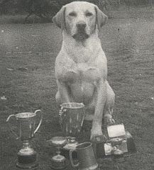 Champion Labrador showing off his trophies