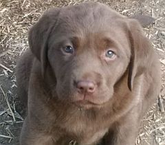 Chocolate puppy