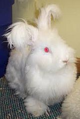 Rabbit with long hair and tassles on the ears
