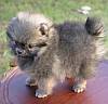Tiny pomeranian